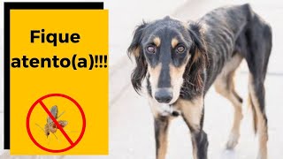 Leishmaniose Canina Quais Os Principais Sintomas?