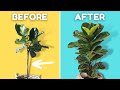 Stop Leaf Drop on Your Fiddle Leaf Fig