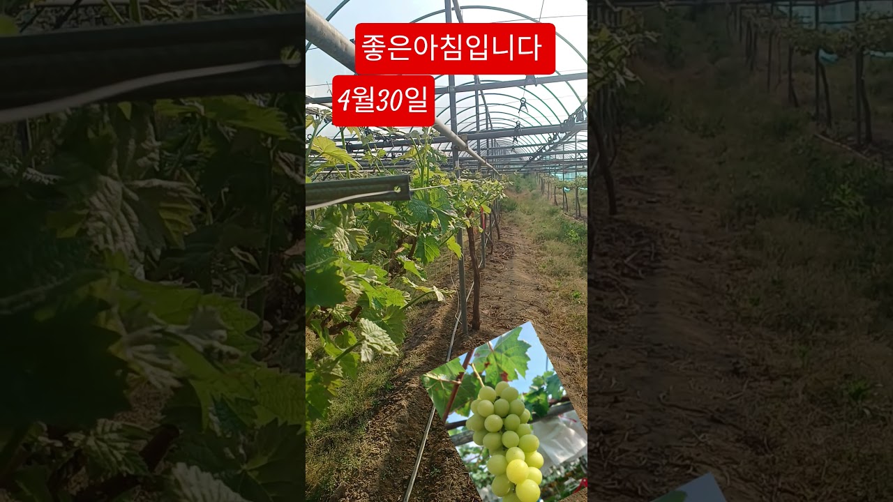 YouTube에서 2026년 4월 30일목요일이침#커버김용숙 #초보유트브 #샤인머스켓 #생거진천 보기 YouTube에서 2026년 4월 30일목요일이침#커버김용숙 #초보유트브 #샤인머스켓 #생거진천 보기