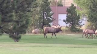 Bull Elk Charges People on 9/3/2016 Estes Park CO