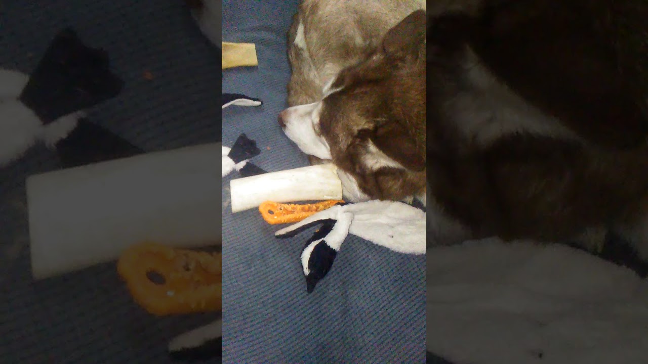 Siberia Husky hates the harmonica