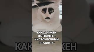 КАК ВЫГЛЯДИТ ЧИСТОКРОВНЫЙ ГРУЗИН???