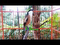 Beginilah Cendet Gacor Gak Mau Berhenti Bunyi Mp3 - Mp4 Download