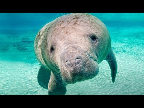 Vidéo: Faune Parasite Des Lamantins Sauvages Des Antilles (Trichechus Manatus Manatus) De La Région Andine, Colombie