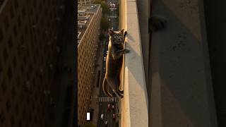 Cat Hanging from a High Building Ledge #shorts #pet #savedbyai