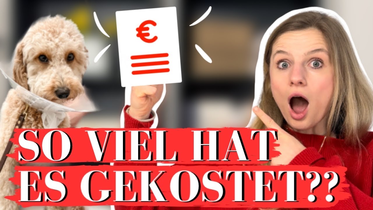 DAS kostet eine Patellaluxation-Operation beim Hund 