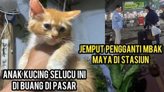 ANAK KUCING SELUCU INI DI BUANG DI PASAR DAN CALON PENGGANTI MBAK MAYA SUDAH SAMPAI BEKASI ‼️