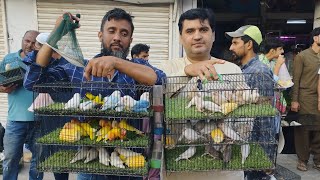 Birds Market Lalukhet Sunday Video Latest Update  18-2-24 In Urdu