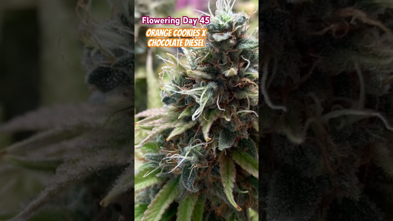 🔥🍫🍊 Day 45 Flowering - Citrus Choco Blaze: Daily Updates on Orange Cookies x Chocolate Diesel! 🍊🍫🔥