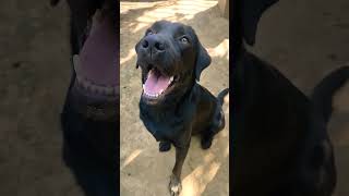 my dog reaction