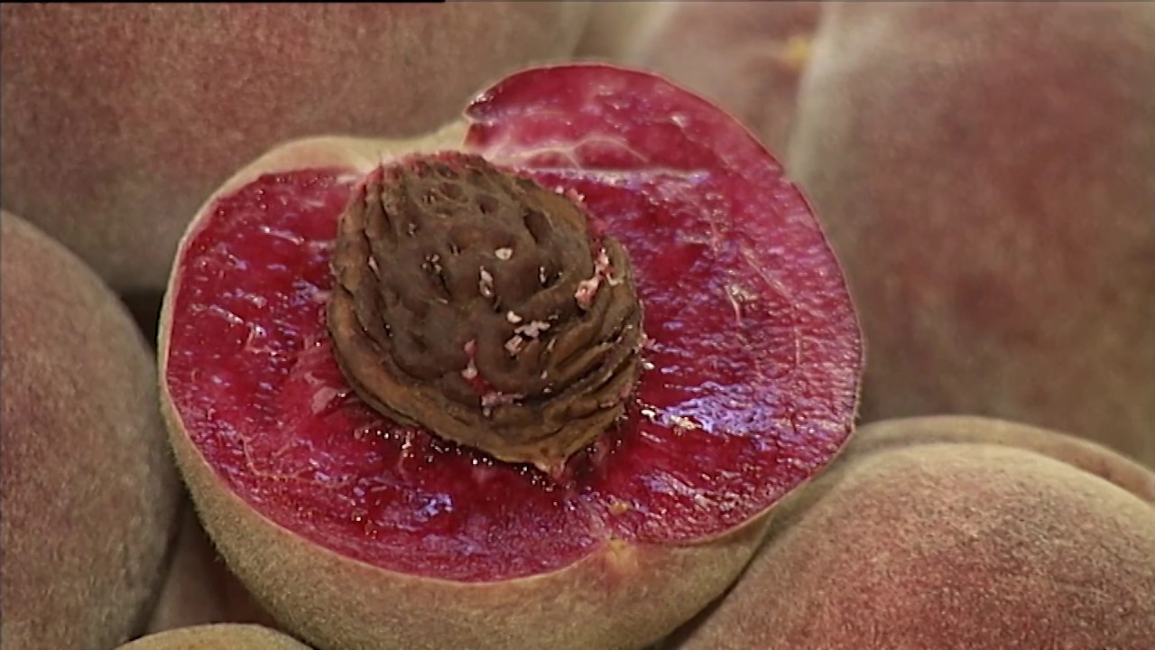 Un tuffo nel passato con i frutti antichi della Garfagnana