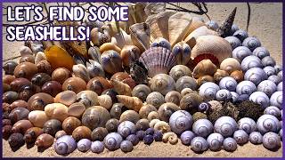 Beach Hopping! Collecting Urchins, Moon Snails, Violet Sea Snails