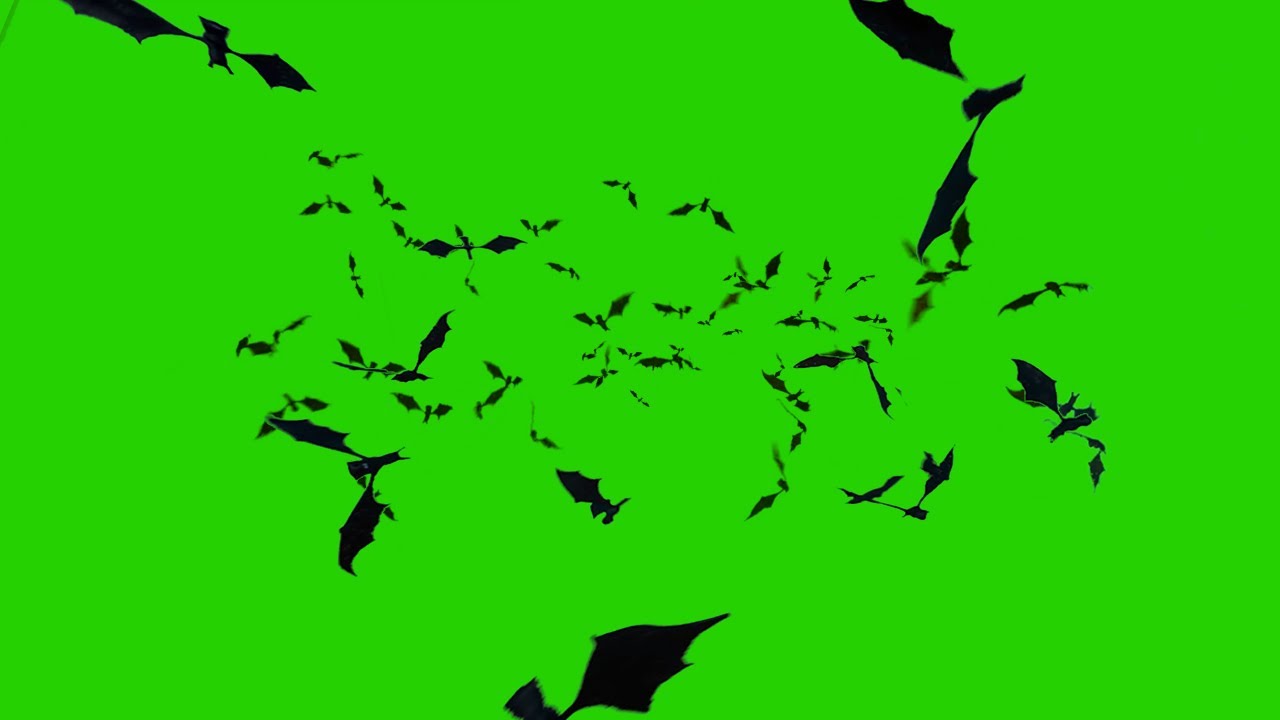 Bats Flying FREE Greenscreen Halloween spooky VFX Overlay YouTube