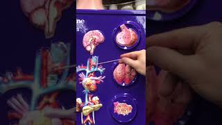 Endocrine Glands with Dr. Masi