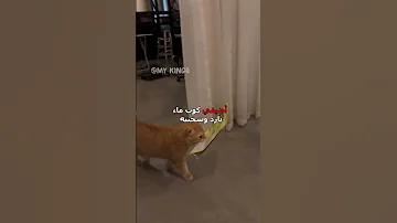 قطوس متخفي دبلجة مضحكة ضحك اكسبلور السعودية My Kingo كوميديا Funny دوبلاج قطط Cat 