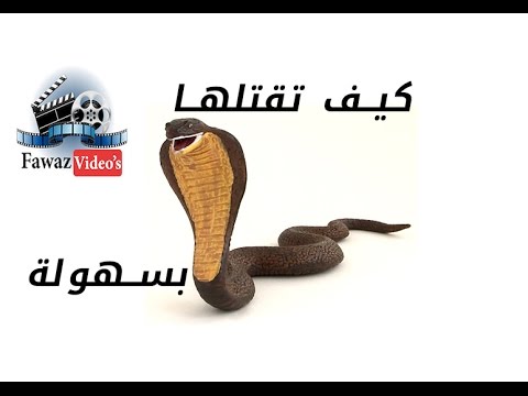 أسرع طريقة لقتل الأفاعي وخلال ثواني قد تحتاجه يوما ما Youtube
