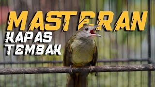 MASTERAN KAPAS TEMBAK JERNIH HARI INI! REKOMENDASI COCOK UNTUK MURAI BATU, CUCAK IJO, CENDET, KACER!