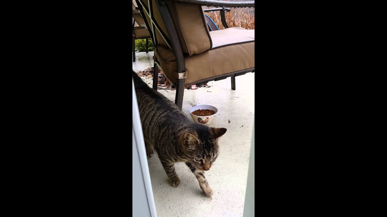 feeding stray cats download free feeding stray cats download free