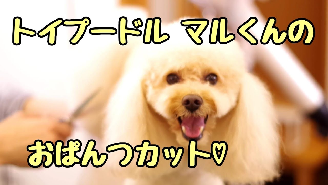 トイプードル マル君のおぱんつカット ペットサロン Poco A Poco