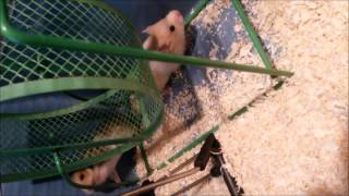 Syrian Hamster Babies Cute by CuteHusky89 201 views 9 years ago 3 minutes, 18 seconds