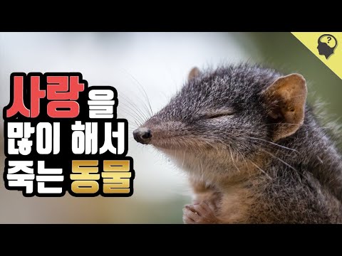 사랑을 너무 많이 해서 죽는 동물