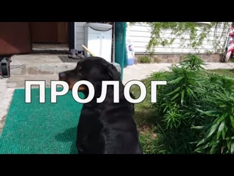 КАК СДЕЛАТЬ ИЗ СОБАКИ УБИЙЦУ?ДРЕССИРОВКА И ВОСПИТАНИЕ РОТВЕЙЛЕРА.