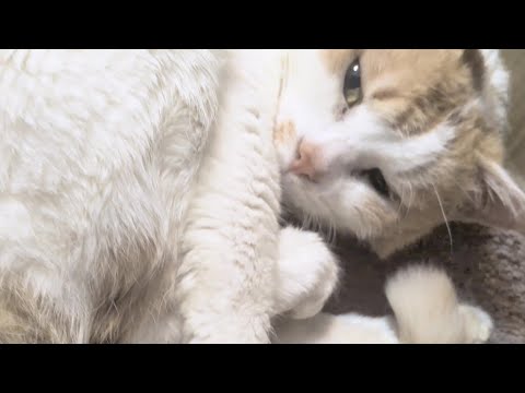 まるくなってねてました。