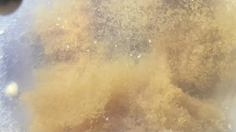 bột cá trê vàng rặc - cá trê vàng lai - bột cá trê phi LH .086.939.1478 #cátrêvàng 