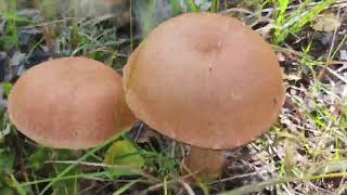 видео: Съездили за ягодами , брусника . картинка: Съездили за ягодами , брусника .