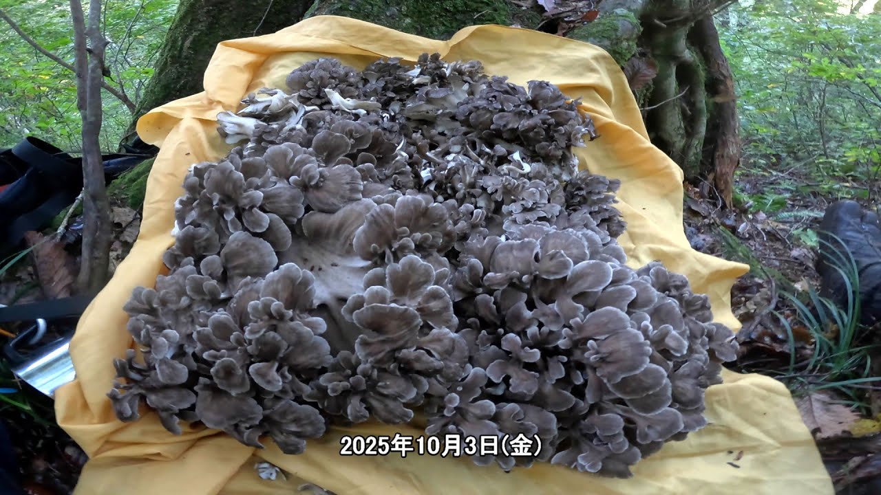 2025マイタケ採りPart5