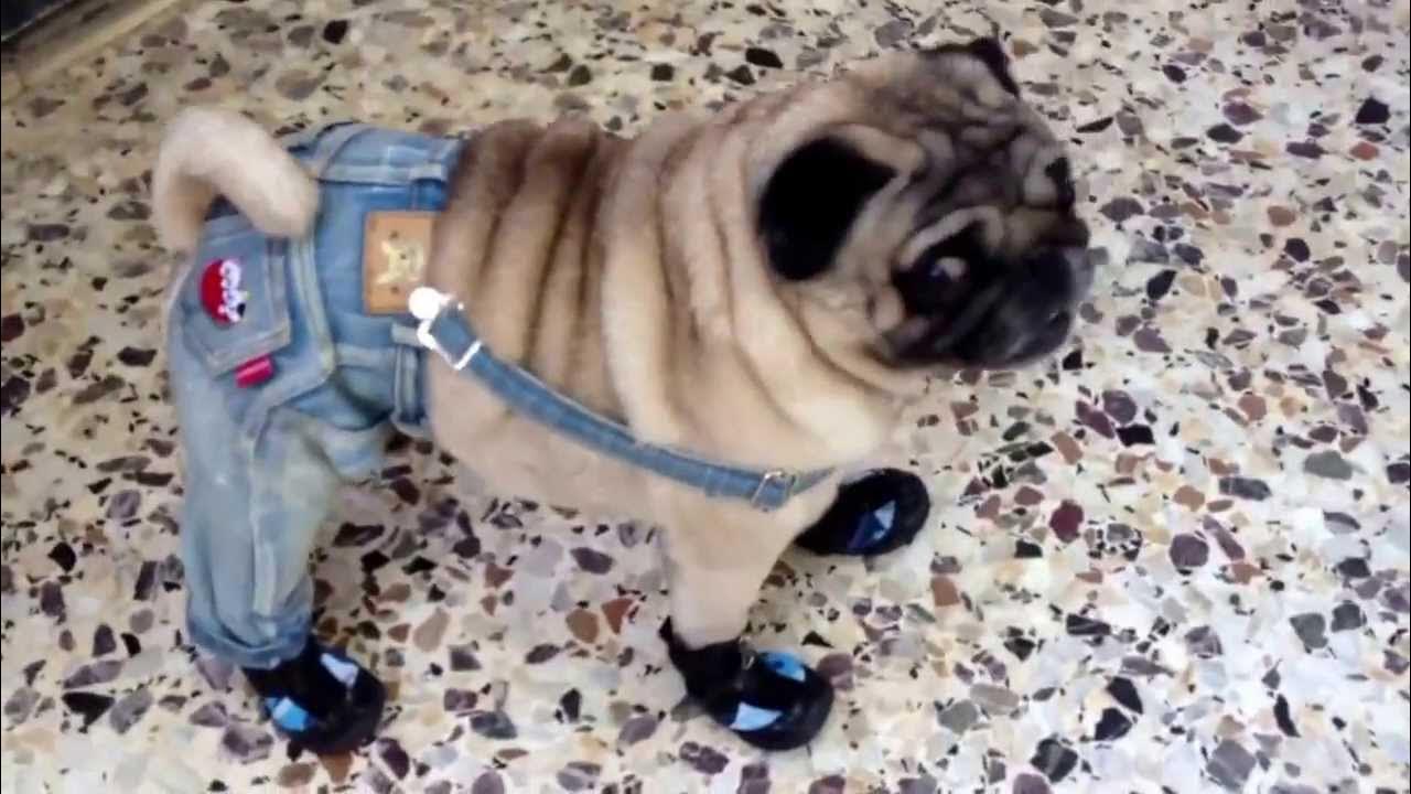Мопсы джинсы фото