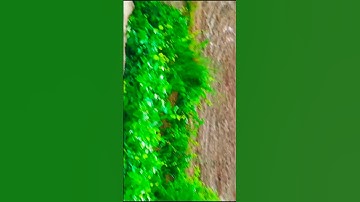 rimjhim rimjhim #2024 new real video rimjhim rimjhim #Dharmendra1block