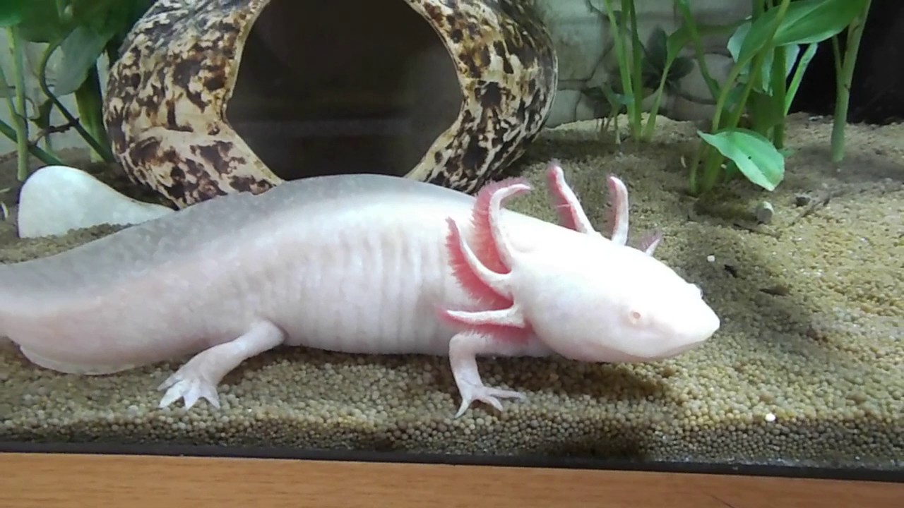 Аксолотль и амбистома. Мексиканская амбистома Ambystoma mexicanum. Амбистома и аксолотль. Аксолотль взрослый амбистома. Аксолотль личинка тигровой амбистомы.