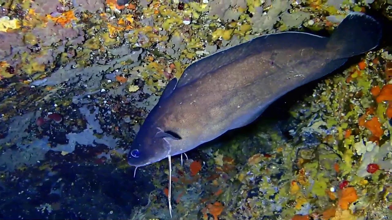 Phycis phycis (Forkbeard)