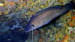 Phycis Phycis Forkbeard