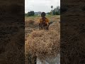 நெல் அறுவடைக்குப் பிறகு  வைக்கோல் சேமிப்பு