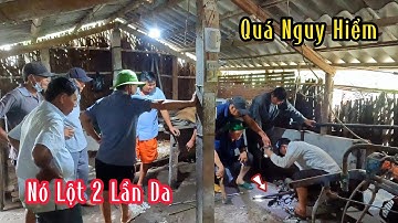 Quá Nguy Hiểm Cho Chú Con Rắn Độc Nằm Dưới Sàn Giường Lột 2 Lần Da | Mười Thương SB
