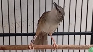 Full Tembakan Burung Cici Padi