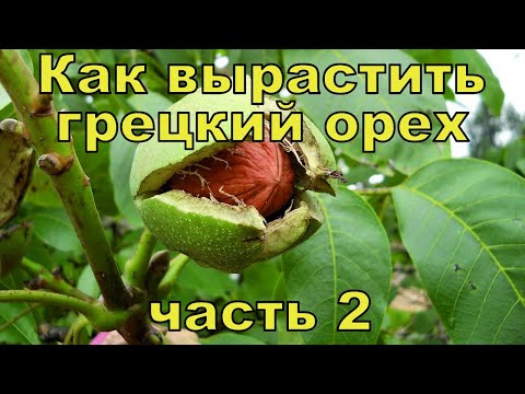 Как вырастить ГРЕЦКИЙ ОРЕХ на даче. Часть 2