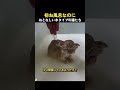 初めてお風呂に入るんだけどおとなしい水タイプの猫たち