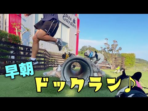 暑すぎる毎日に嫌気がさした6兄弟がドッグランではっちゃけるぞ!