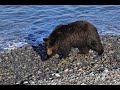 サケに飽きて？ イワシを食べ始めるヒグマの河口さん