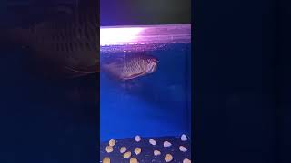 Download Mp3 How did arwana fish protect their babies? #shorts  #fish #fishing #amazingfacts #trendingshorts Gudang lagu Download Mp3 How did arwana fish protect their babies? #shorts  #fish #fishing #amazingfacts #trendingshorts