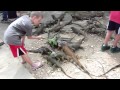 Feeding iguanas in Roatan