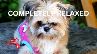 Best Sounds for puppy, soothing dog sounds for anxiety, completely relax, peaceful, calm your dog by TimeToRelax 27 views 1 year ago 9 hours, 59 minutes