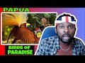 AWESOME! Tanah Papua: A Paradise for Birds REACTION | #Birdsofparadise #Papua