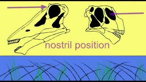 PL EXAM 2: DIFFERENT STYLES OF HERBIVORY IN SAUROPOD & ORNITHISCHIAN DINOSAURS.avi