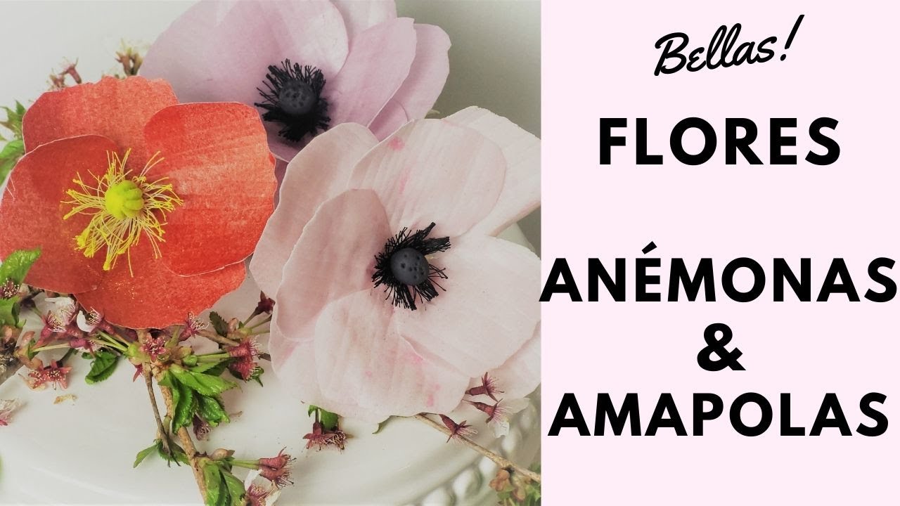 Flores Anémonas y Amapolas - YouTube
