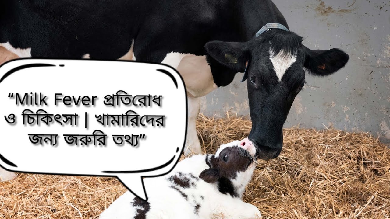 “Milk Fever প্রতিরোধ ও চিকিৎসা | খামারিদের জন্য জরুরি তথ্য”