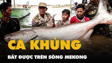 Ngư dân bắt được 6 con cá tra dầu khổng lồ trên sông Mekong trong vòng 1 tuần